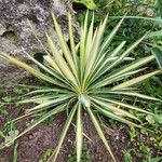 Yucca filamentosaDeilen