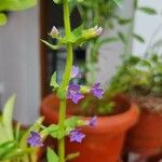 Aquarius palifolius Flower