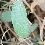 Stachys setifera Листок