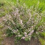 Mimosa pigra Cvet