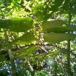 Tournefortia bicolor Hoja
