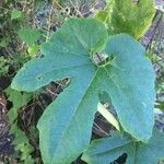 Trichosanthes cucumerina Blatt