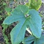 Trichosanthes cucumerina Leaf