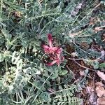 Astragalus incanus Květ