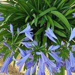 Agapanthus inapertus 花