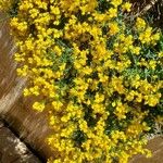 Genista lydia Habitatea