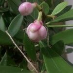 Clusia orthoneura Flower