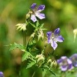 Geranium pratenseFlower