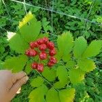 Actaea rubra Frukt