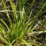 Carex aurea Vekstform