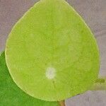 Pilea peperomioides ᱥᱟᱠᱟᱢ