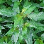 Persicaria hydropiper Folha