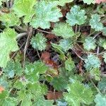 Heuchera rubescens Leaf