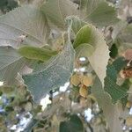 Tilia tomentosa 果