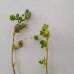 Medicago rigidula Libunga