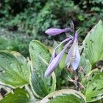 Hosta plantagineaFloro