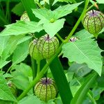 Physalis angulata Leaf
