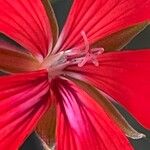 Pelargonium peltatum Kwiat