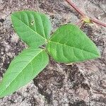 Macroptilium prostratum Leaf