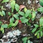 Bulbophyllum gracillimum عادت داشتن