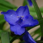 Tradescantia × andersoniana Flower