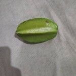 Averrhoa carambolaFruit