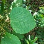 Alchornea glandulosa Leaf