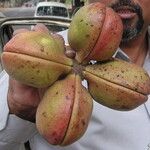 Sterculia foetida Fruit