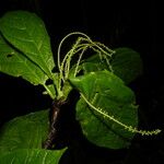 Faramea glandulosa Листок
