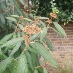 Viburnum rhytidophyllumFeuille