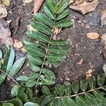 Canarium schweinfurthii Leaf