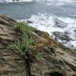 Crithmum maritimum Leaf