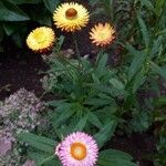 Xerochrysum bracteatumപുഷ്പം