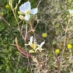 Arabidopsis arenosa Õis