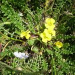 Morisia monanthos Hábito