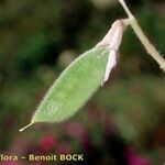 Vicia cusnae Fruit