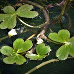 Ranunculus peltatus Folha