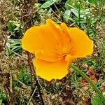 Eschscholzia californica പുഷ്പം