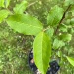 Elaeagnus multiflora Leaf