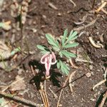 Dicentra uniflora Kvet