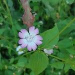 Eudianthe coeli-rosa Flower