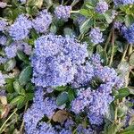 Ceanothus thyrsiflorus Flower