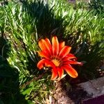 Gazania linearis Λουλούδι