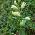 Cephalanthera damasonium Λουλούδι