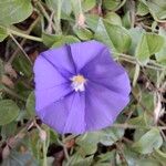 Convolvulus sabatiusപുഷ്പം