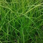 Carex stricta Leaf