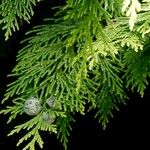 Chamaecyparis lawsoniana List