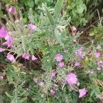 Epilobium hirsutumFleur