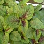 Amaranthus tricolor Levél