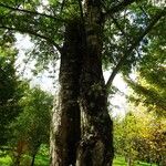 Pterocarya stenoptera Bark